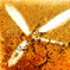 It’s Raining Moths - What’s Causing The Great Delhi Insect Menace