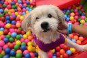 It’s Pooch Time: Have You Included #PetFed in Your Friday Plans Yet?