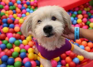 It’s Pooch Time: Have You Included #PetFed in Your Friday Plans Yet?