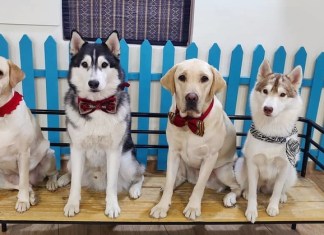 7 Super Cool Cafes & Restaurants in Delhi-NCR Where You Can Chill With Your Furry Buddies!