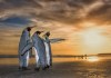International Earth Day Special: Everything we Learnt About The Earth’s Current Crisis From Netflix Docu-Series ‘Our Planet’