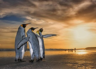 International Earth Day Special: Everything we Learnt About The Earth’s Current Crisis From Netflix Docu-Series ‘Our Planet’