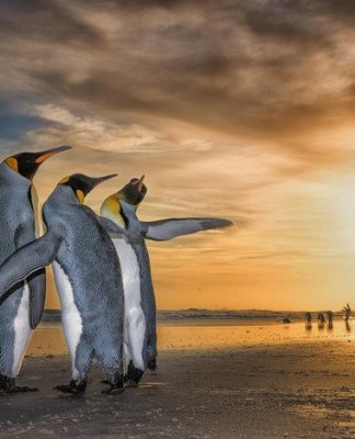 International Earth Day Special: Everything we Learnt About The Earth’s Current Crisis From Netflix Docu-Series ‘Our Planet’