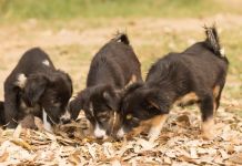 6 Dog Adoption Centres in Delhi Where You Can Pick up Happiness For Life!