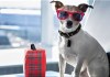 Pet Boarding Centers in The City Where You Can Drop Them While You Travel This Summer