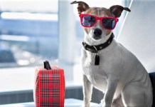 Pet Boarding Centers in The City Where You Can Drop Them While You Travel This Summer