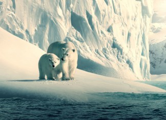 World Environment Day Special: 8 Eye-Opening Documentaries on Environment You Need to Watch Today