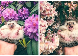People, Say Hello to Mr Pokee, The Hedgehog Who’s The Cutest ‘Petfluencer’ on Instagram!