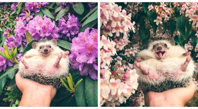 People, Say Hello to Mr Pokee, The Hedgehog Who’s The Cutest ‘Petfluencer’ on Instagram!