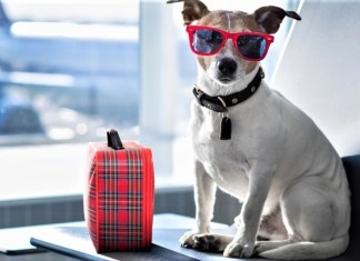 This Luxury Hotel For Pets in Gurgaon Has a Salon, Spa, Cafe & More For Your Furry Babies!