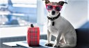 This Luxury Hotel For Pets in Gurgaon Has a Salon, Spa, Cafe & More For Your Furry Babies!