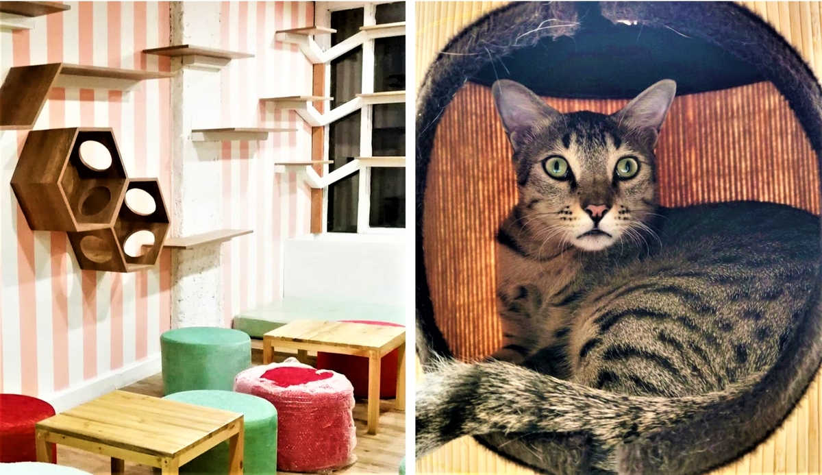  Cat  Lovers Rejoice Delhi Just Got Its First Cat  Cafe  