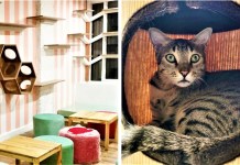 Cat Lovers, Rejoice! Delhi Just Got Its First Cat Cafe Where You Can Play With, Adopt & Foster Cats!