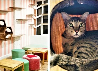 Cat Lovers, Rejoice! Delhi Just Got Its First Cat Cafe Where You Can Play With, Adopt & Foster Cats!