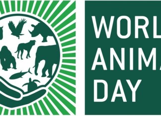 This Animal Welfare Day, we Spoke to The Founder Of Umeed For Animals Foundation About The Safety & Welfare of Animals