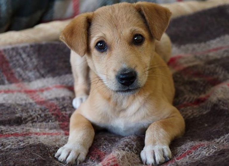 Animal Shelter Donations Blankets