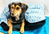 7 Animal Shelters in The City Where You Can Donate Food, Blankets & More For The Furry Babies!
