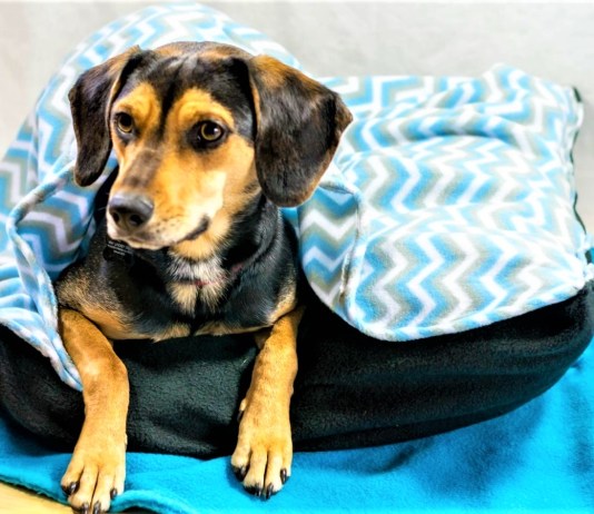 7 Animal Shelters in The City Where You Can Donate Food, Blankets & More For The Furry Babies!