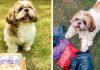 This Catering Service Provides Nutritious Treats For Your Furry Babies, Including Home Cooked Meals & Customized Diet Plans!