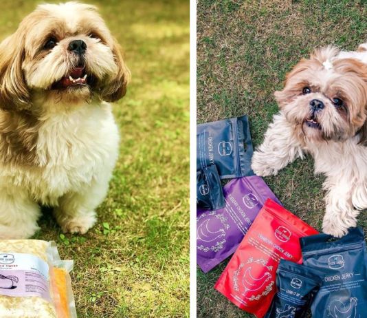 This Catering Service Provides Nutritious Treats For Your Furry Babies, Including  Home Cooked Meals & Customized Diet Plans!