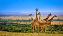 This World Wildlife Day, Travel Blogger Sneha Krishnani Told us All About Her Masai Mara Trip- The Best Destination in The World For Every Wildlife Lover!